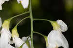 Kentucky yellowwood